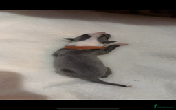 Whippet dogs for sale: Pedigree Purebred Blue and Two Toned Whippets - Image 24