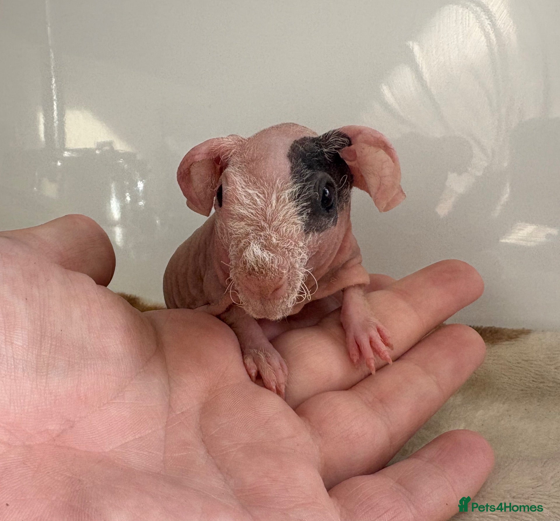 Netherland Dwarf rabbits Skinny Pig sows - Advert 11