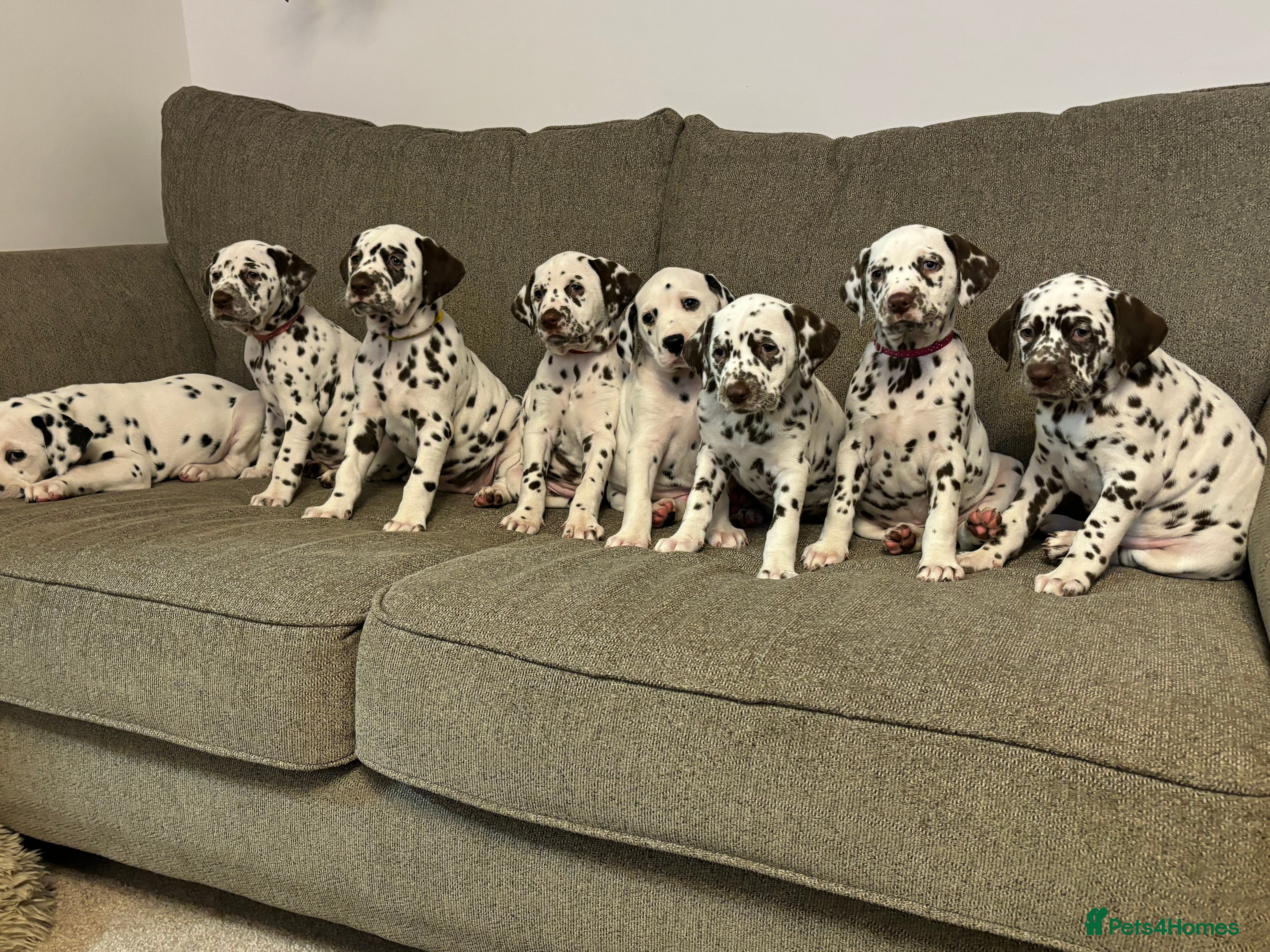 Dalmatian dogs Exceptional Dalmatian Puppies.  - Advert 7
