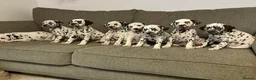 Dalmatian dogs for sale: Exceptional Dalmatian Puppies.  - Advert 1