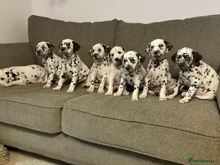 Dalmatian dogs Exceptional Dalmatian Puppies. - Advert 7