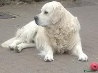 Golden Retriever dogs CHAMPION SIRED KC STUD DOG - Advert 1