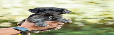 Cockapoo 2