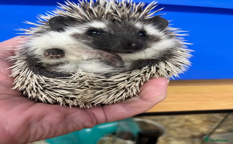 Pygmy Hedgehog rodents Stunning black assorted masked (set up possible)  - Advert 2