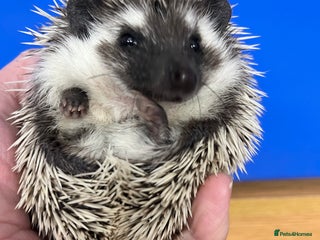 Pygmy Hedgehog rodents Stunning black assorted masked (set up possible) - Advert 8