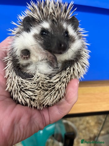 Pygmy Hedgehog rodents Stunning black assorted masked (set up possible) - Advert 1