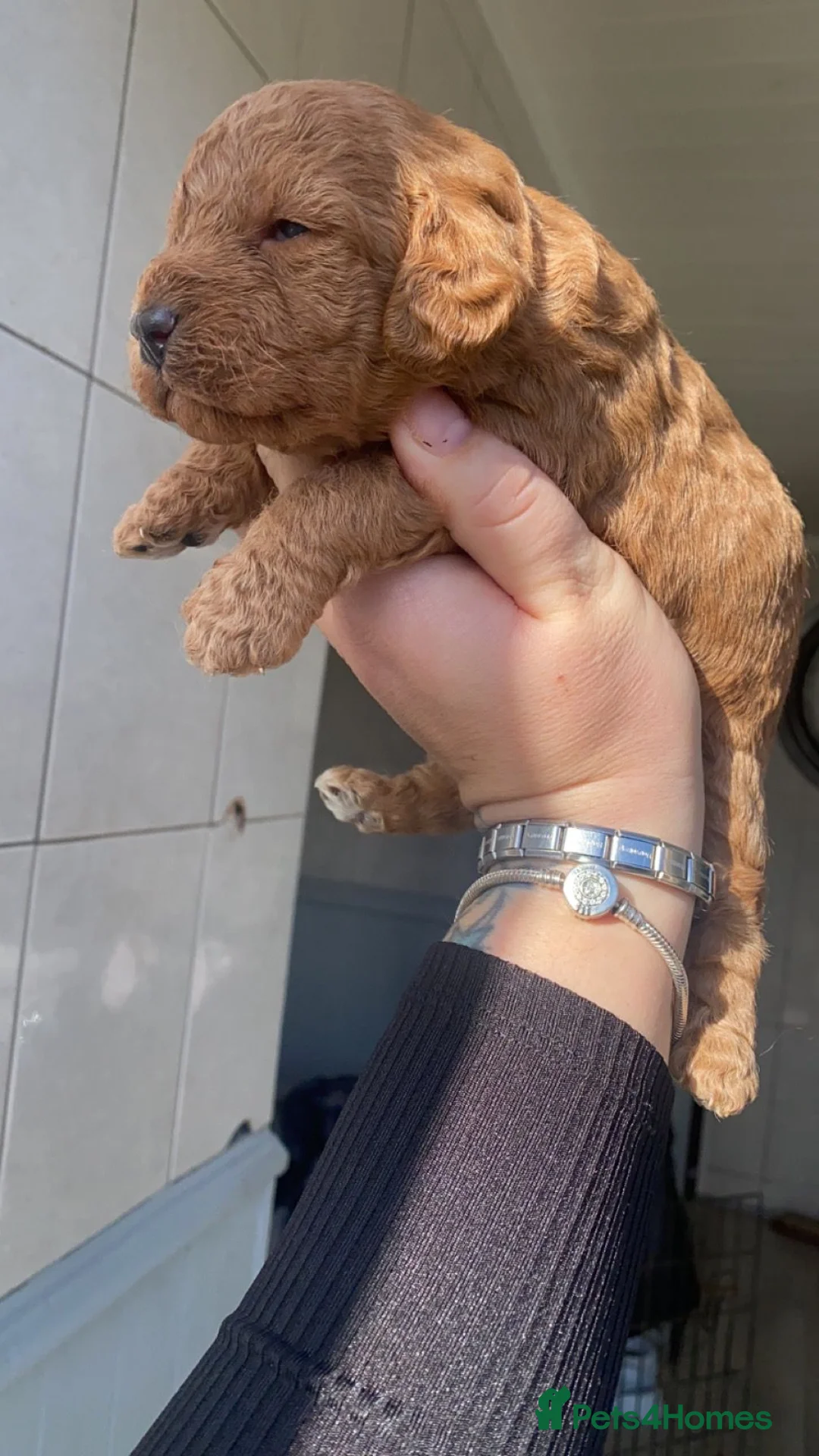 Cockapoo dogs for stud: MERLE F1b MINIATURE COCKAPOO at stud in Rowlands Gill - Advert 20