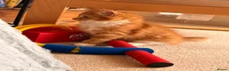 Mixed Breed cats for sale: Adorable Fluffy Kittens!  in Uckfield - Advert 6