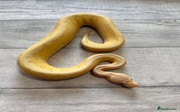 Python Snake reptiles for sale: Royal Pythons stunning morphs  - Image 3
