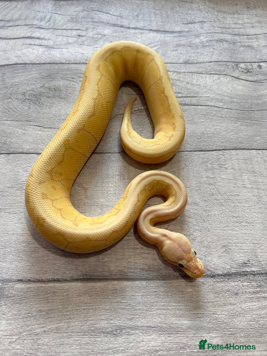 Python Snake reptiles for sale: Royal Pythons stunning morphs  - Image 3