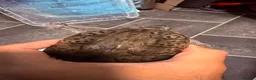 Turtle reptiles for sale: 2 male Turtles in Guildford - Advert 8