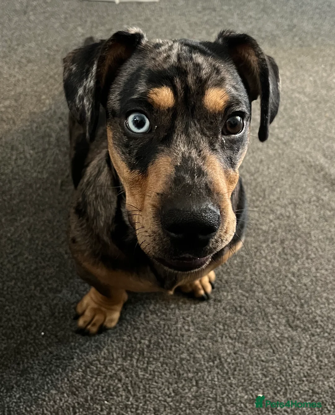 Mixed Breed dogs for sale: Dachshund cross frenchie male - Advert 8