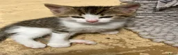 Mixed Breed cats for sale: Mixed breed kittens in Andover - Advert 4