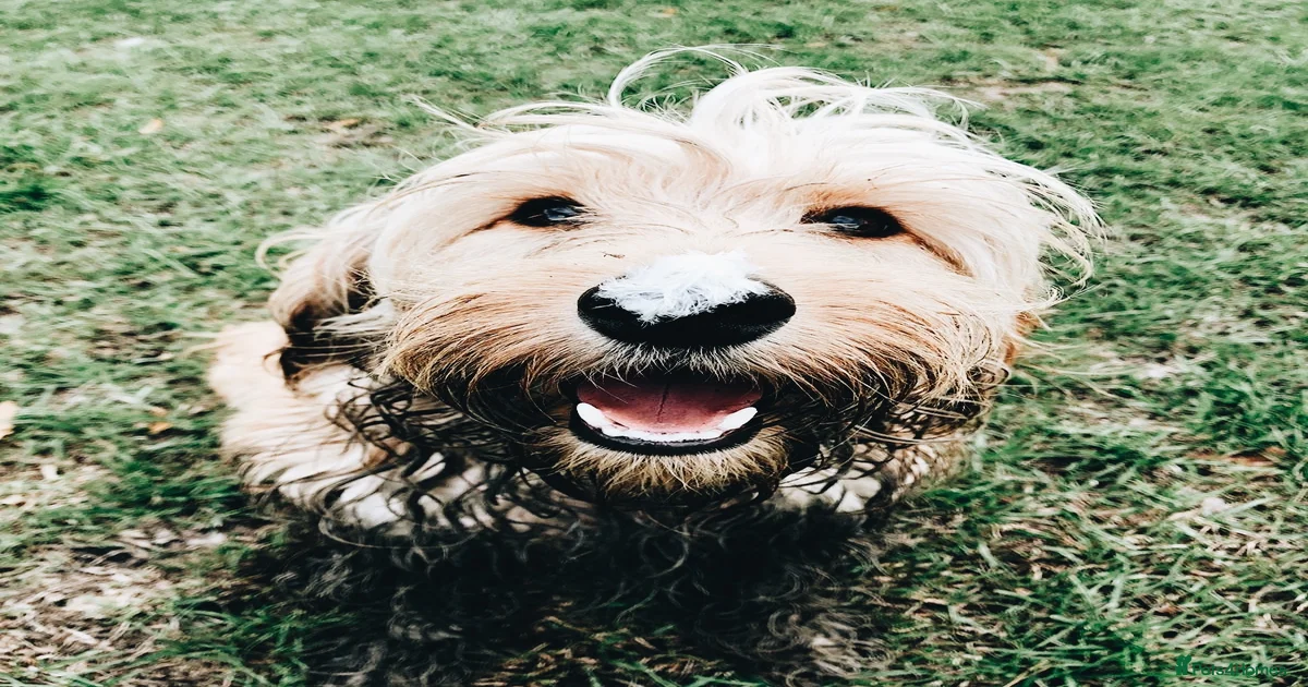 Rehoming dogs Cockapoo Puppies for sale | Pets4Homes