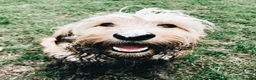 Cockapoo dogs for sale: DEXTER is looking for his perfect next chapter - Advert 1
