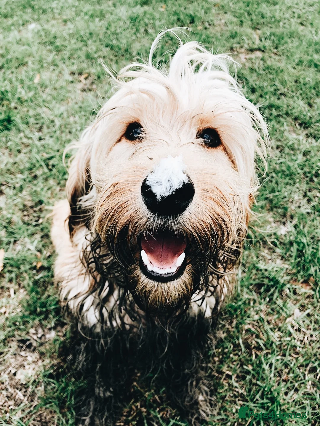 Cockapoo dogs for sale: DEXTER is looking for his perfect next chapter - Advert 1