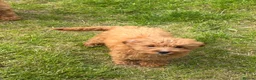 Mixed Breed dogs for sale: Puppys  - Advert 3