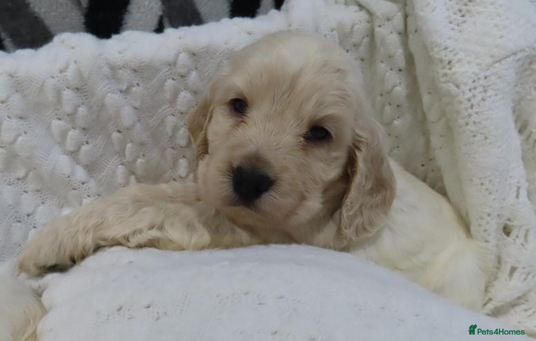 Cocker Spaniel dogs for sale: 🏆🏆Show Type Cocker Spaniel 🏆 - Advert 28