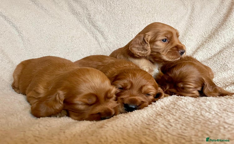 Cocker Spaniel dogs - Advert 9
