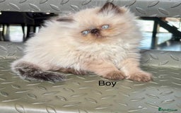 Persian cats for sale: LITTLE PERSIAN KITTENS FOR SALE!!! - Image 9