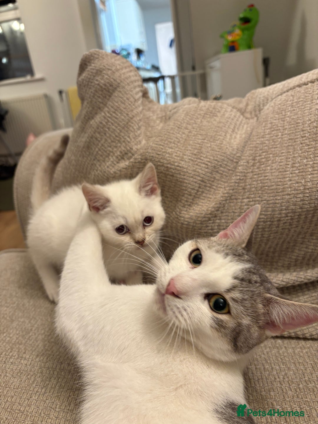 British Shorthair cats for sale: Kittens needing home now🐾 - Advert 5