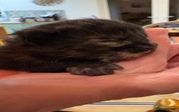 Maine Coon cats for sale: Maine Coon cuties - Advert 25