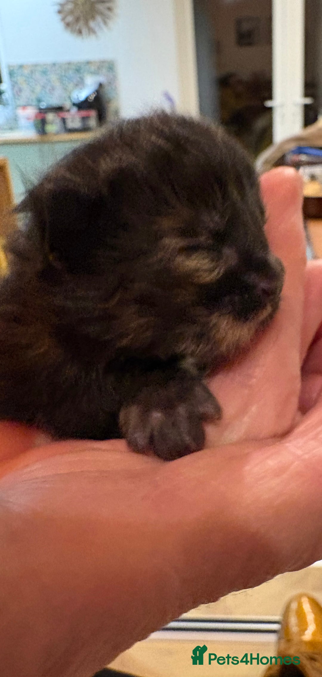 Maine Coon cats for sale: Maine Coon cuties - Advert 25