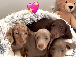 Miniature Dachshund dogs Quality long hair & smooth miniature Daxi puppy’s - Advert 1