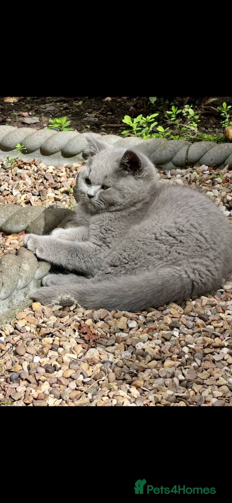 British Shorthair cats 5 Stunning BSH Blue and Lilac Kittens - Advert 1