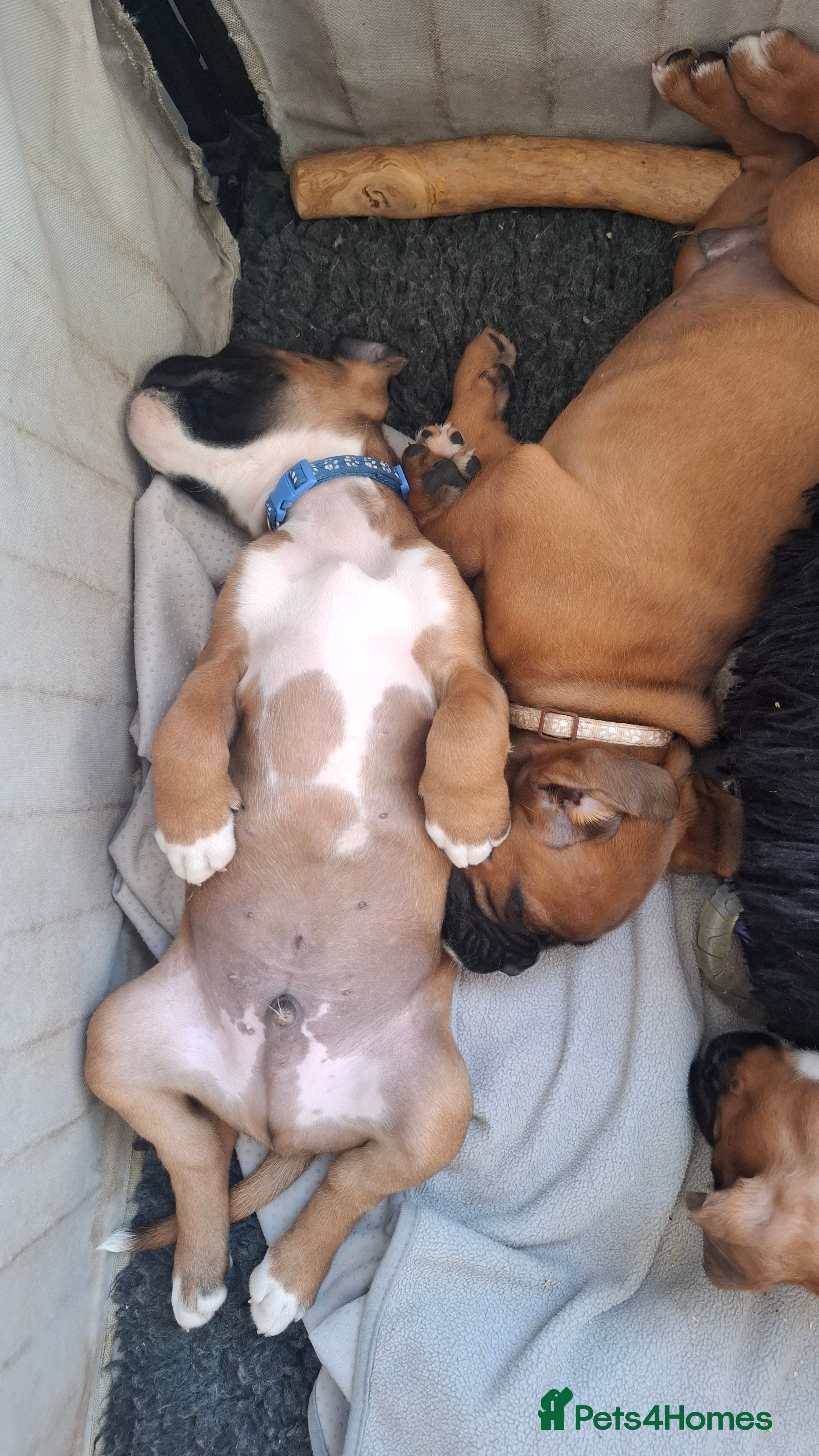 Boxer dogs KC Registered Boxer Puppies x2 MALES REMAINING - Advert 2