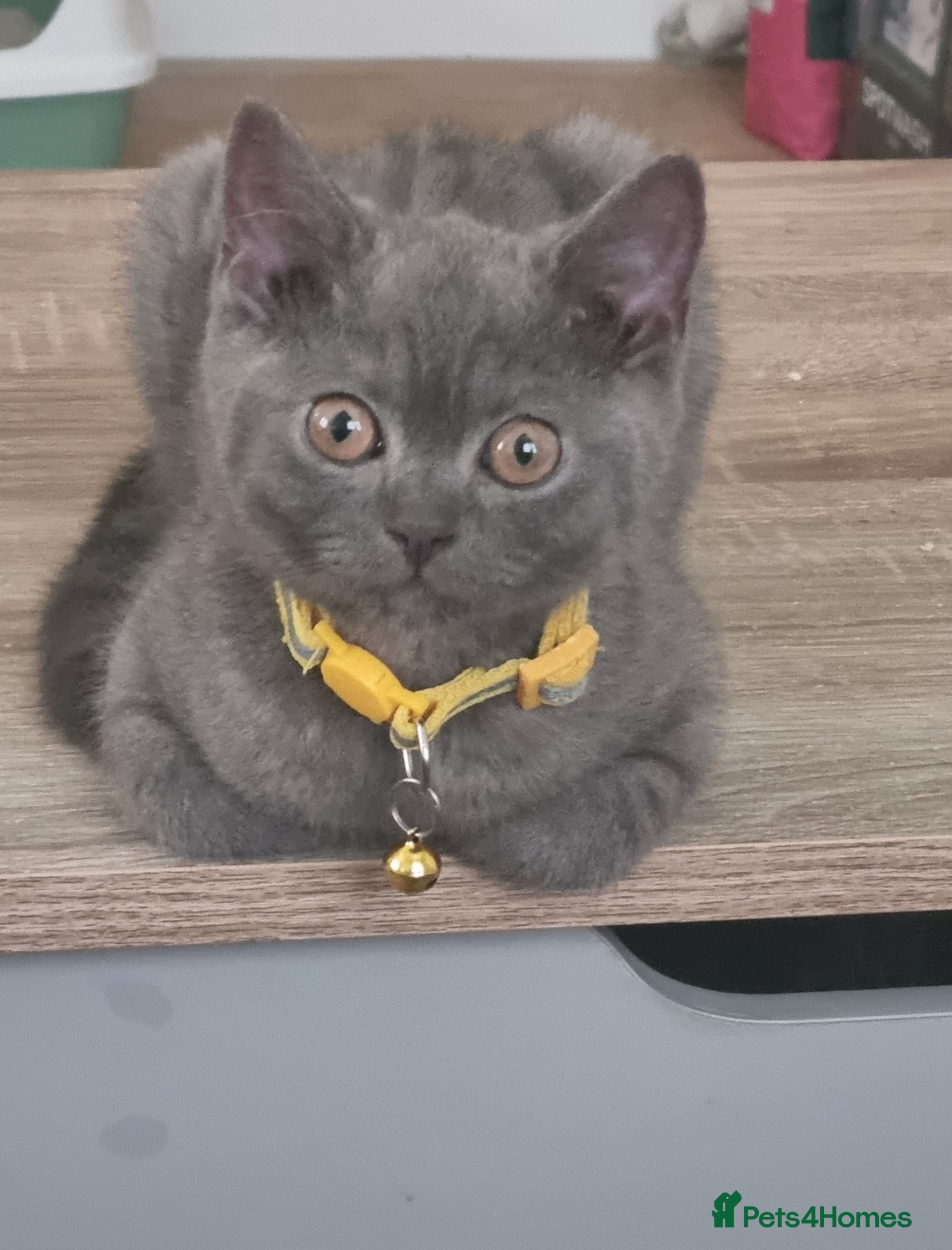 British Shorthair cats *PRICE REDUCED* ONLY 1 BOY  LEFT COLOURPOINT BSH - Advert 1