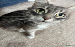 Mixed Breed cats for sale: Kittens  - Image 12