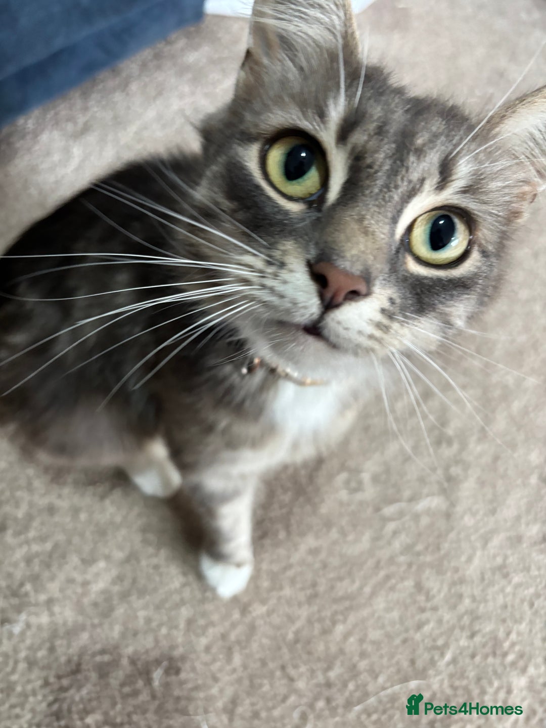 Mixed Breed cats for sale: Kittens  - Image 12
