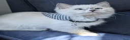 Ragdoll cats for sale: Champion EU pedigree TICA Ragdoll kitten  - Advert 14