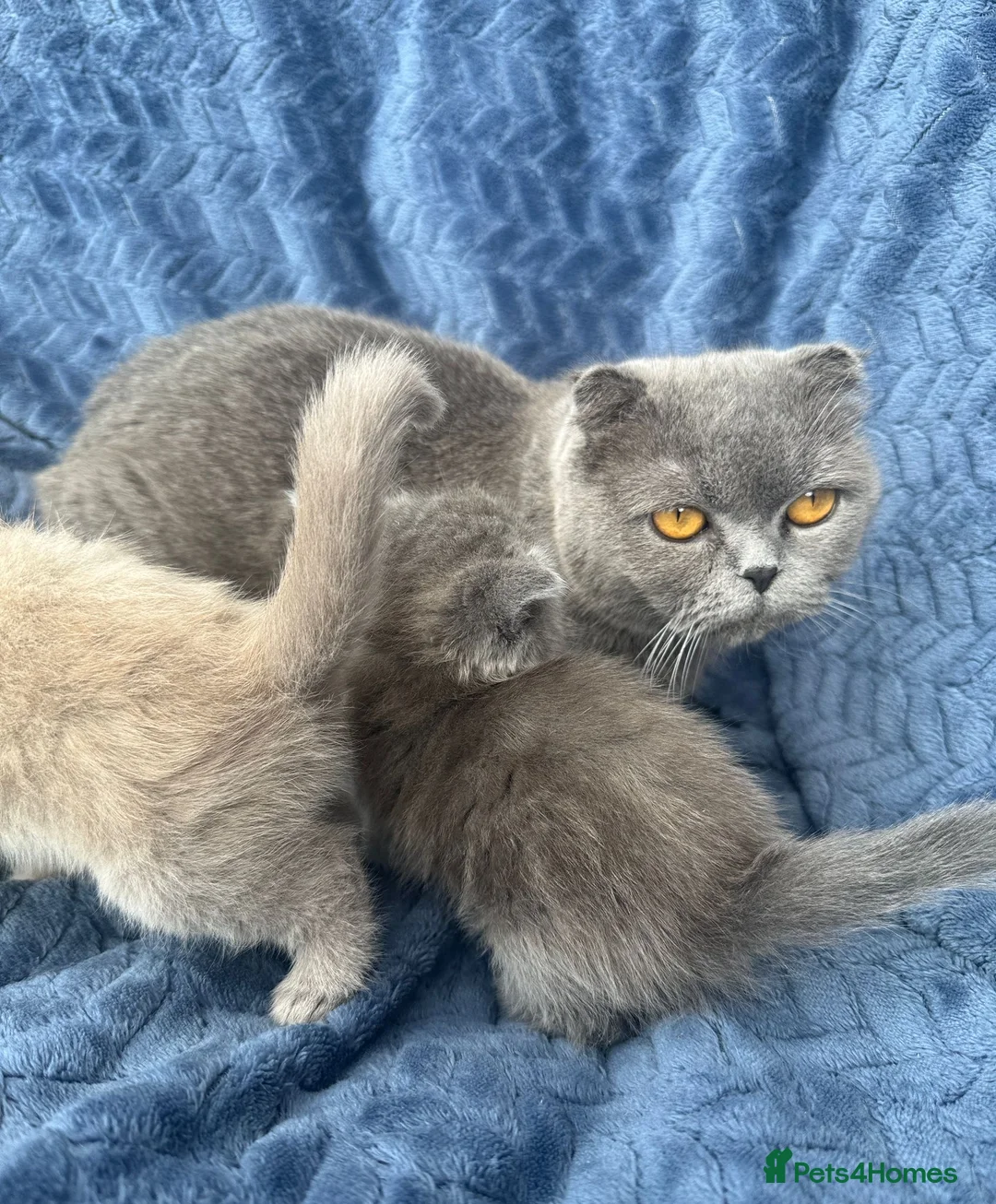 Scottish Fold cats for sale: Scottish fold/straight kittens for sale - Advert 8
