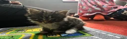 Domestic Shorthair cats for sale: Sweet Little Kittens Looking for New Loving Homes in Birmingham - Advert 9