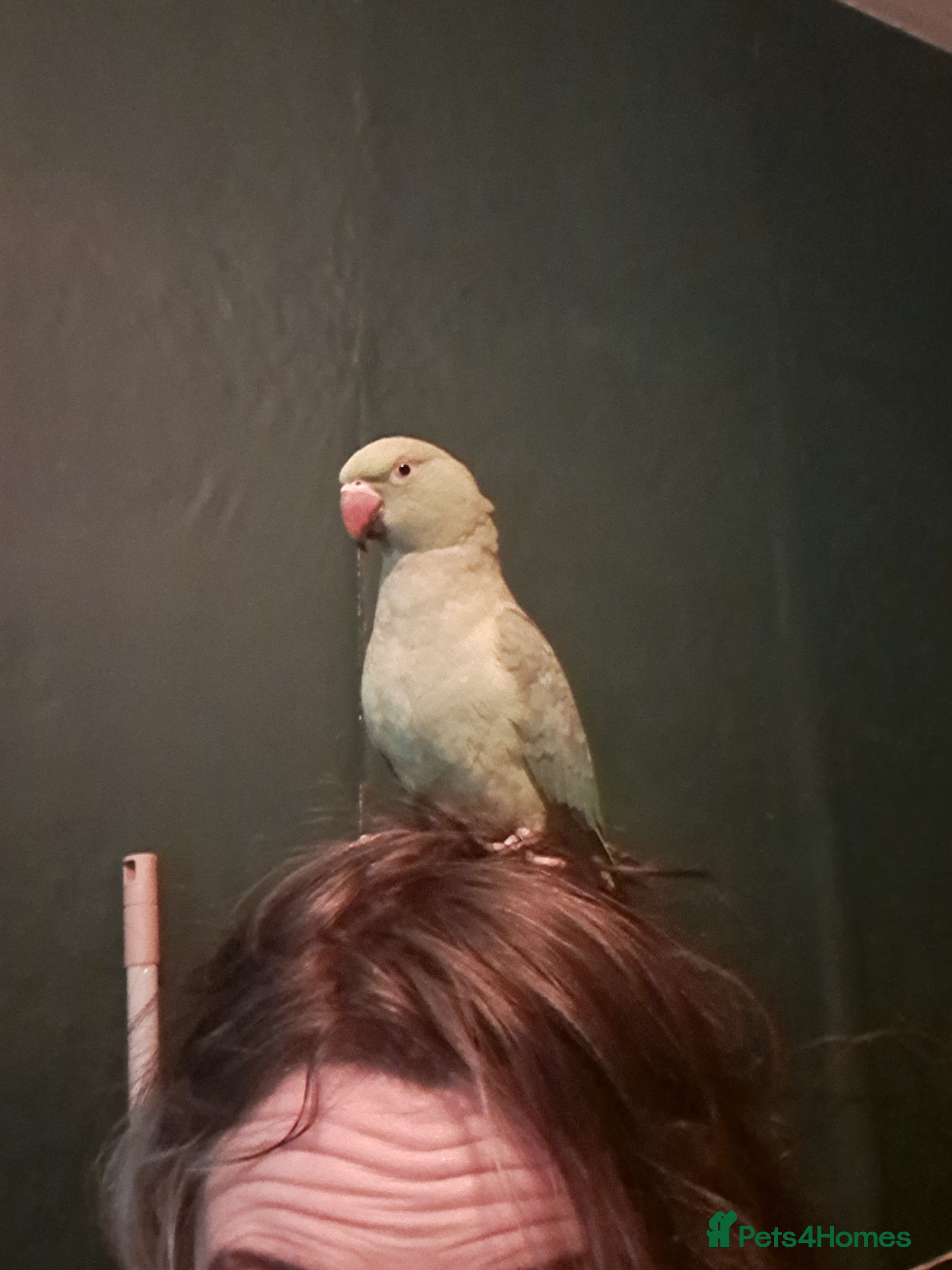 Parakeets birds Indian Ring neck Female for rehoming - Advert 10