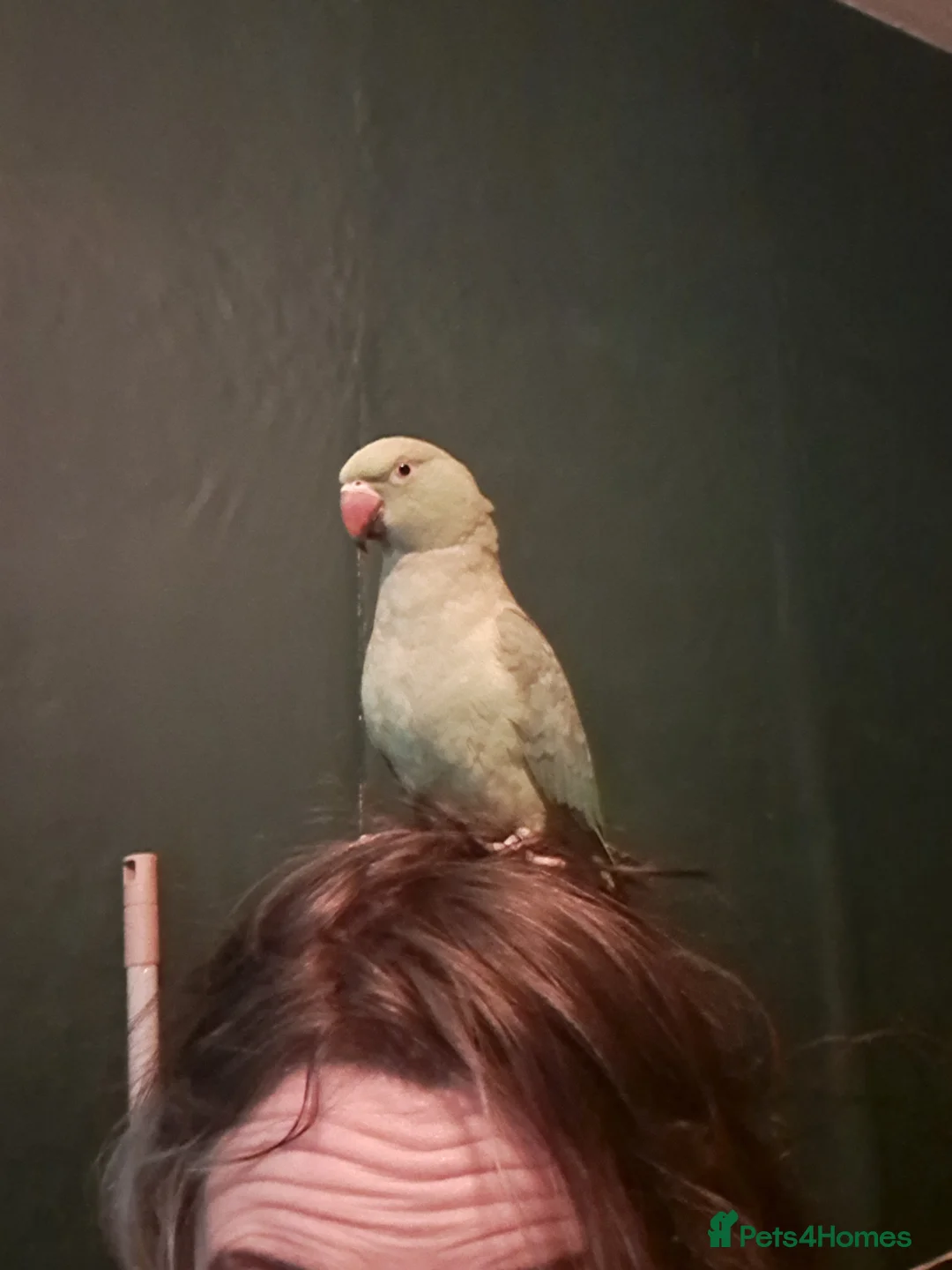 Parakeets birds for sale: Indian Ring neck Female for rehoming - Advert 1