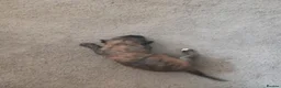 Lurcher dogs for sale: For sale lurcher cross puppies  - Advert 6