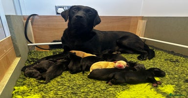 Labrador Retriever dogs - Advert 1