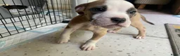 Mixed Breed dogs for sale: Family Raised Bulldog x Boxer Puppies Ready :))) in Bideford - Advert 26