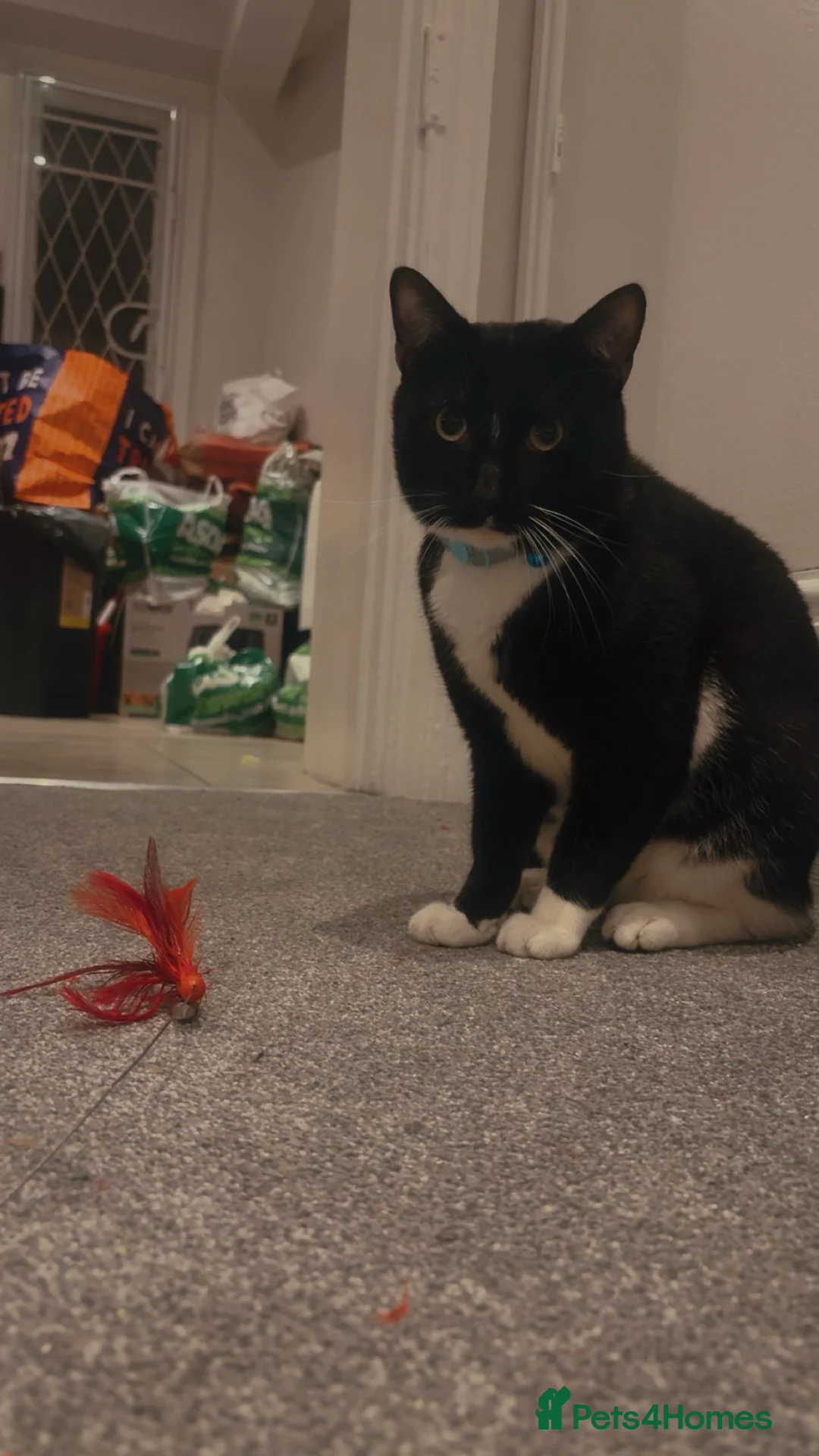 Mixed Breed cats for sale: 2 year old boy named Nico  in Worcester - Advert 2