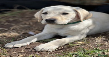 Labrador Retriever dogs - Advert 6