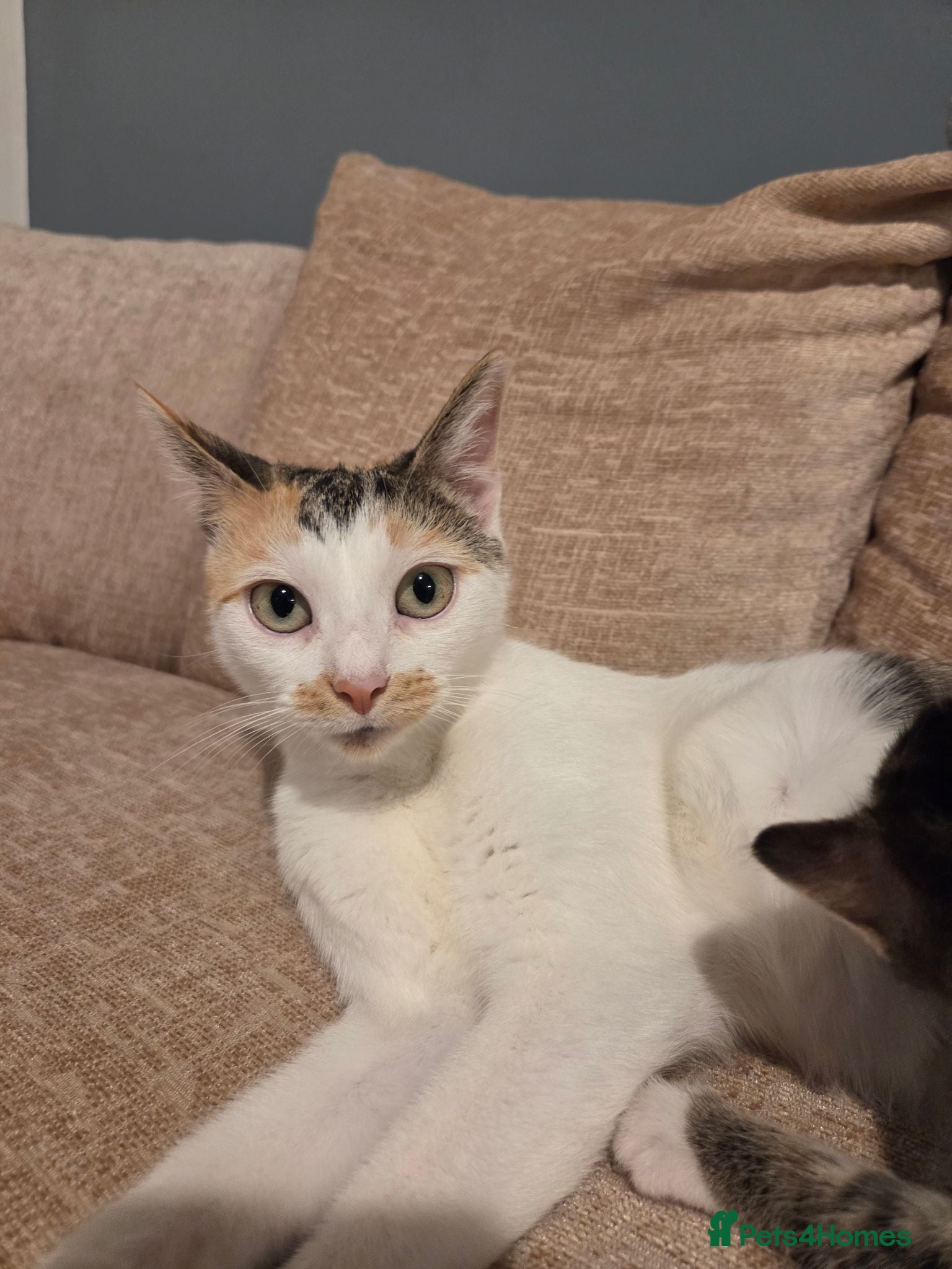 Domestic Shorthair cats  Beautiful Kittens Looking for Their Forever Homes - Advert 9
