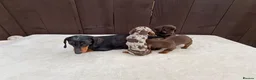 Miniature Dachshund dogs for sale: Dachshund puppies 2 boys 1 girl  - Advert 11