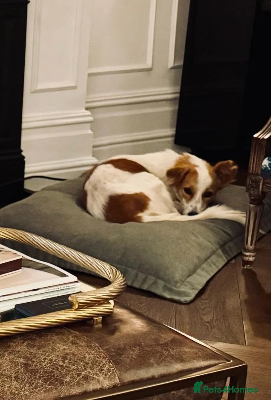 Mixed Breed dogs for sale: Orangina, 18 Months, London (Sri Lanka rescue) - Advert 3