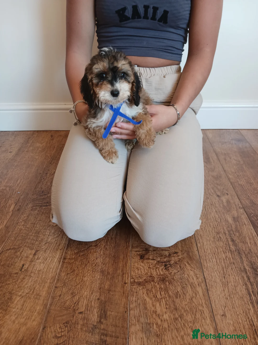 Cockapoo dogs for sale: Cockapoo puppies  - Advert 1