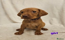 Labrador Retriever dogs for sale: Gorgeous Labradors babys looking for forever home - Image 1
