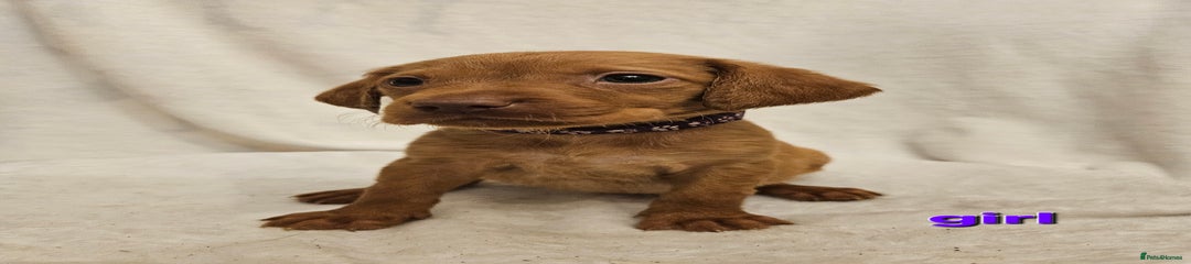 Labrador Retriever Puppy 2