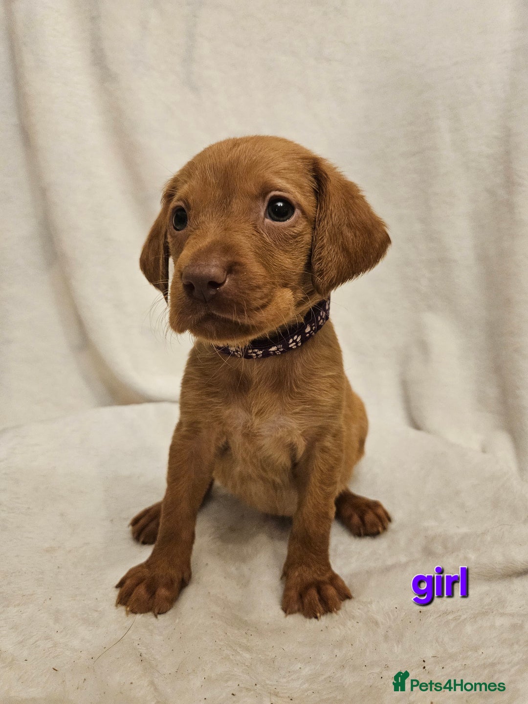 Labrador Retriever dogs for sale: Gorgeous Labradors babys looking for forever home - Image 1